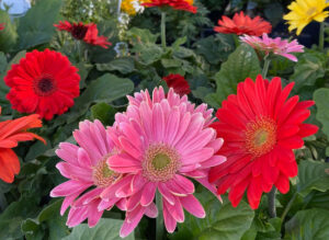 Annuals Perennials 3
