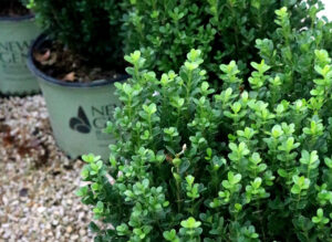 Native ornamentals 1