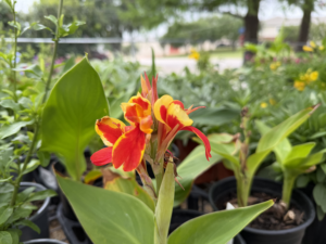 Annuals Perennials 1