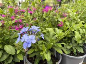 Annuals Perennials 2