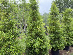 Earthscapes Trees 1
