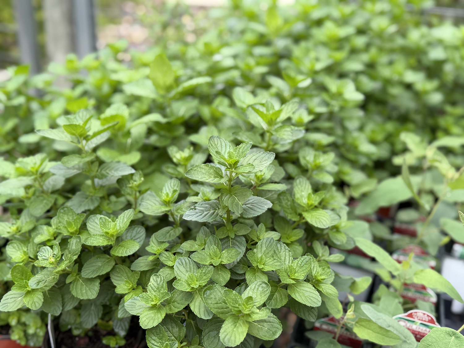 Herbs and Vegs E