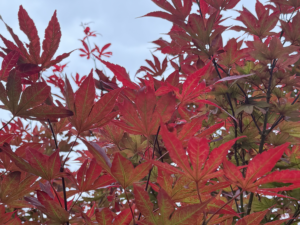 Japanese Mapel