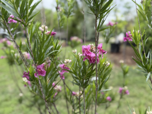 Ornamentals Natives 1