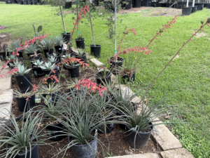 Ornamentals Natives 2