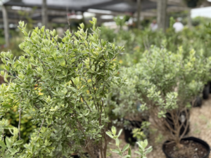 Ornamentals Natives 3