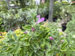Ornamentals Natives 4