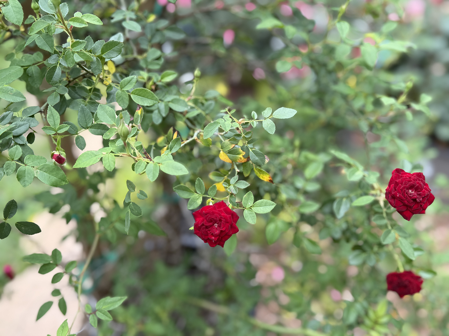 Roses A