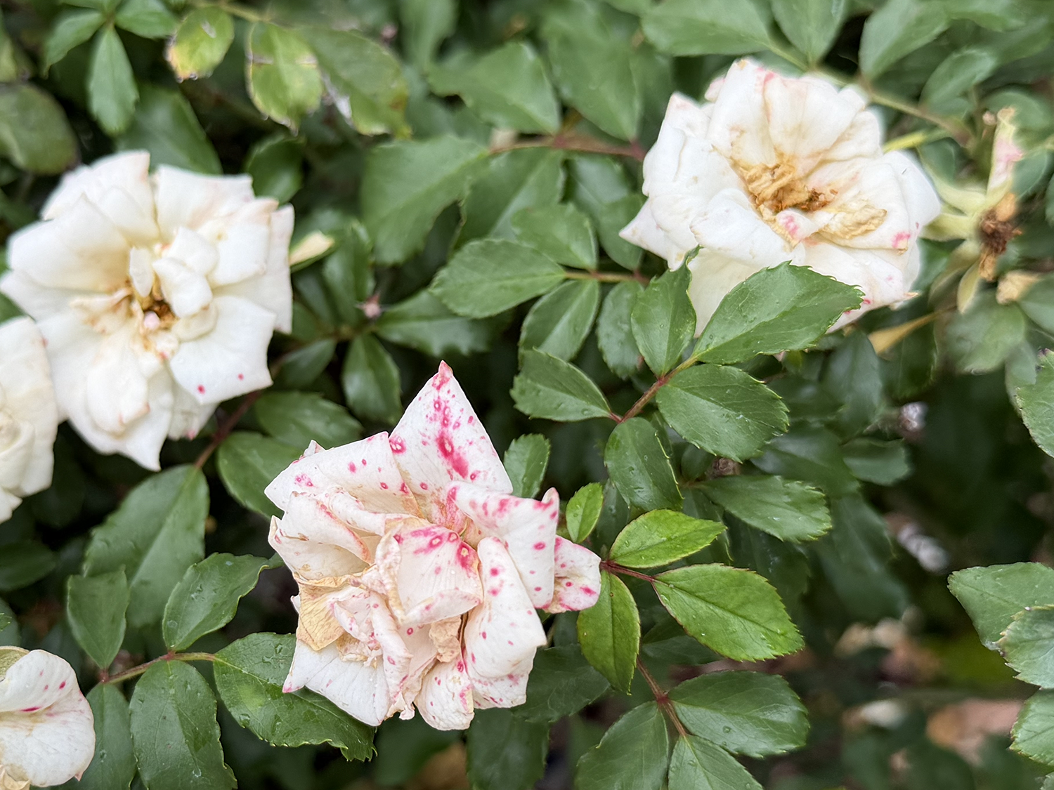Roses B