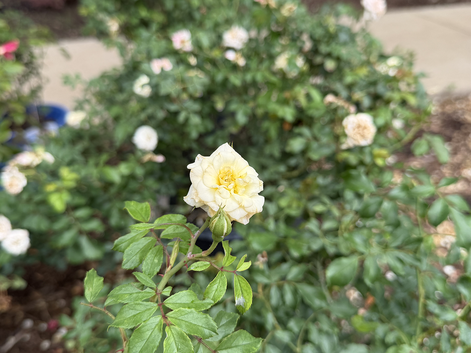 Roses C