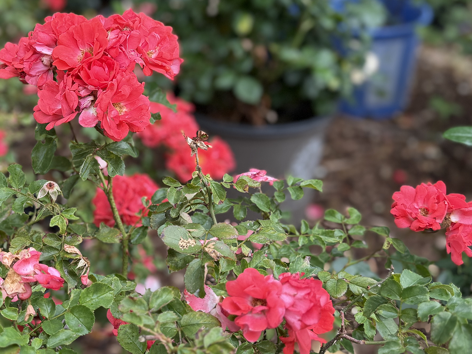 Roses D