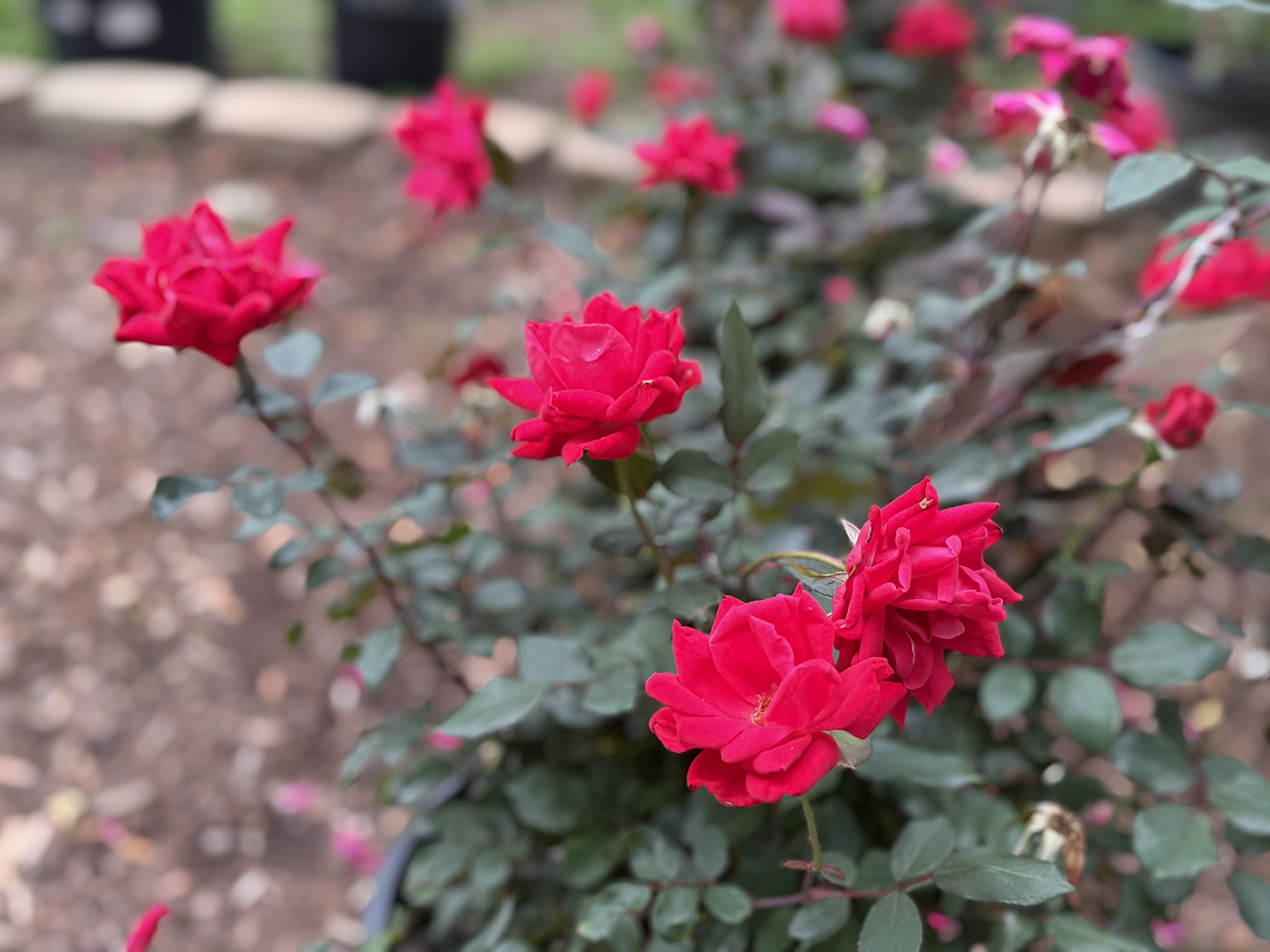 Roses E