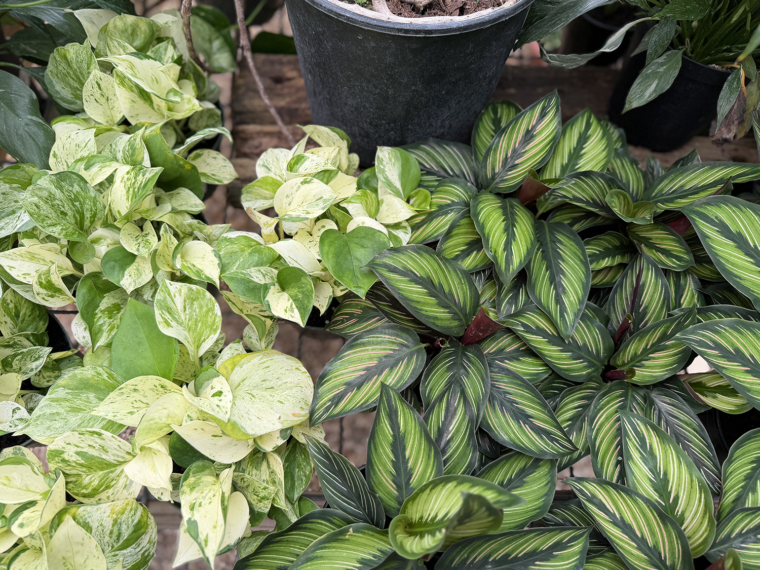 Tropicals Plants 1