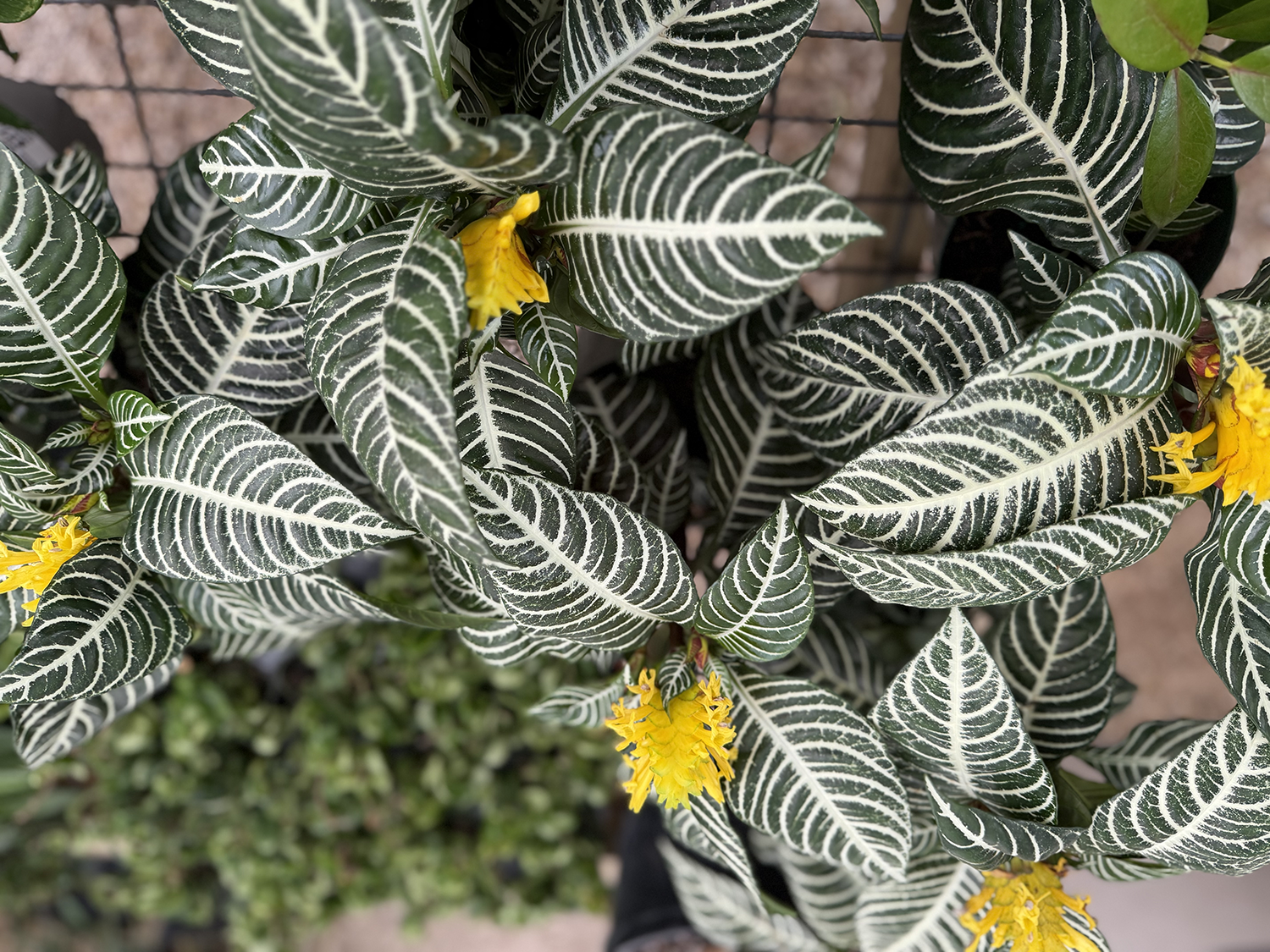 Tropicals Plants 2