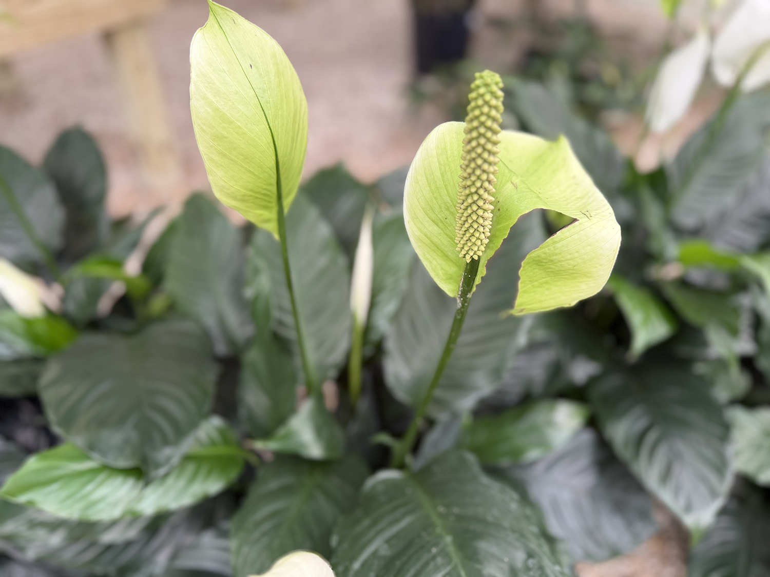 Tropicals Plants 3