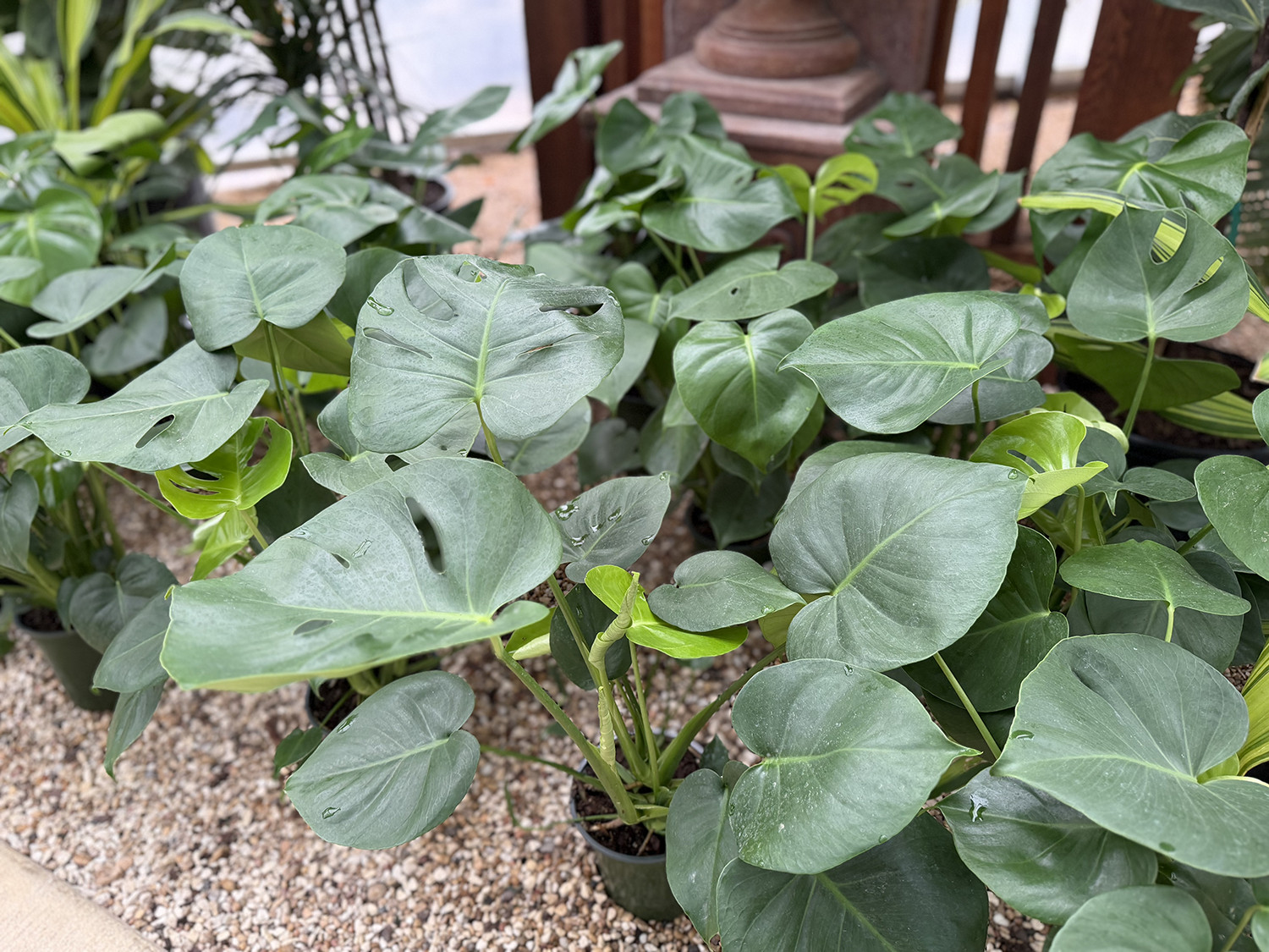Tropicals Plants 4