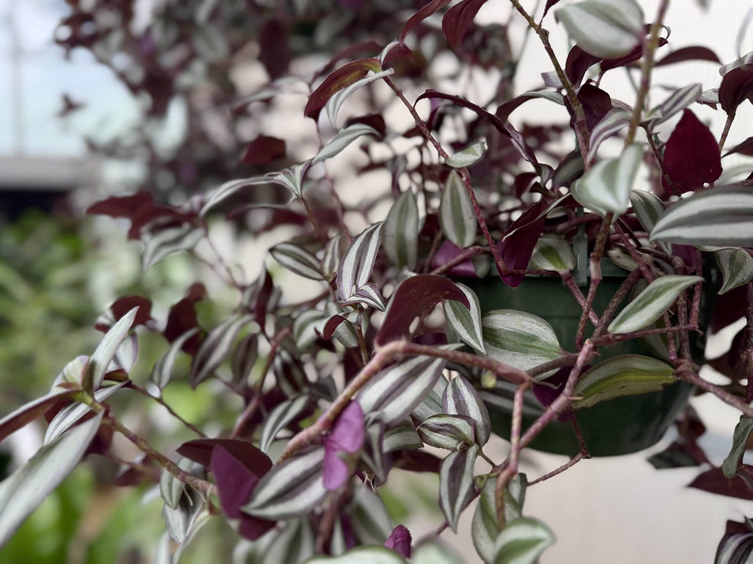 Tropicals Plants 5